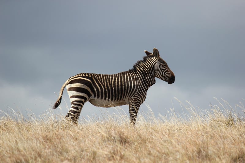Kenya